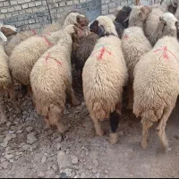 حمیدیه مسیر خسرج روستای علاونه فای