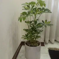 گل وگلدون ۸عدد