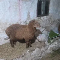 اردبیل شهرستان بیله سوار