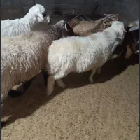 میش چاق