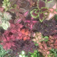 گلهای آپارتمانی