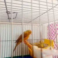 قناری سبز زیتونی مولد