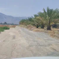 زمین کشاورزی|فروش زمین و ملک کلنگی|چاه مرید, |دیوار