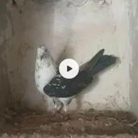 کبوترفروشی