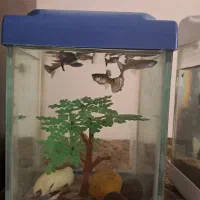 ماهی کوپی و شیشه اکواریوم کوچیک|ماهی|اردبیل, |دیوار