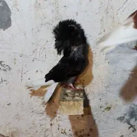 کبوتر شامپیون|پرنده|امیرکلا, |دیوار