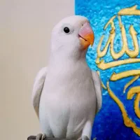 کوتوله نر چلوندنی فول دستی سخنگو