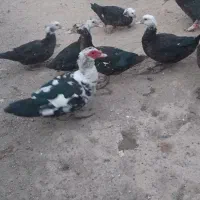 مرغابی شوروی