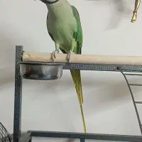 شاه طوطی نر رام و‌چلوندنی سخنگو کلام دار