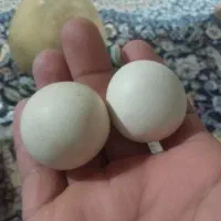 سنگ قیمتی اصل