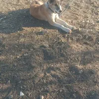 سگ سرابی|سگ|بهبهان, |دیوار