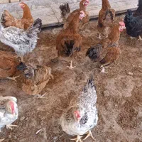 مرغ تخمگذار جوون