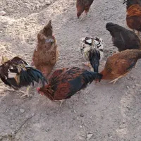 مرغ وخروس