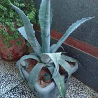 معاوضه گل طبیعی
