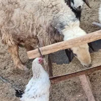 بره شیری|حیوانات مزرعه|مرودشت, ثبت احوال|دیوار