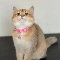 فروش گربه بریتیش