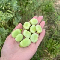 باقالی محلی دانه درشت اعلا