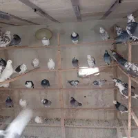 فروش کبوتر مسابقه ای