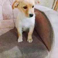 سگ پامر روباهی(اصل)دوملیون