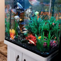 آکواریوم|ماهی|پاکدشت, پاکدشت (مامازند)|دیوار