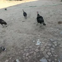 سه عدد بوقلمون ماده و یک عدد نر