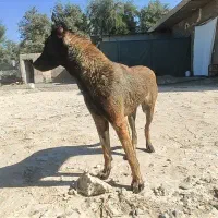 مالی نیوز ماده اصل