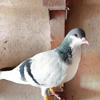 چپ سبز|پرنده|شیراز, شهرک بهار|دیوار