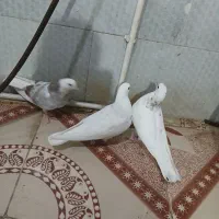 پنج عدد جوجه پرشی بشرط|پرنده|کرج, ملک‌آباد|دیوار