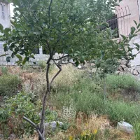 فروش زمین ۱۱۰ متری در پلور
