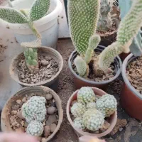 فروش انواع کاکتوس با قیمت مناسب در گلخانه منزل|گل و گیاه طبیعی|سمنان, |دیوار