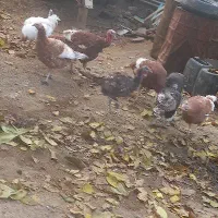 بوقلمون نر و ماده