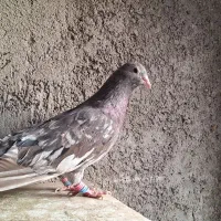 کبوتر سرور دورگ رنگی|پرنده|لنجان, |دیوار