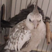 عروس هلندی|پرنده|سنندج, |دیوار