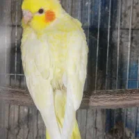 جوجه عروس هلندی