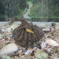 لجن خوار|ماهی|سنندج, |دیوار