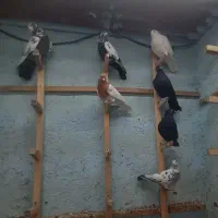 کله زرد سیاه چشم نوک کاشونی