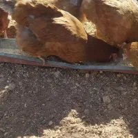 مرغ تخمگذار|حیوانات مزرعه|شیراز, شهرک قمشه|دیوار