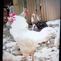 خروس پاپر نسل تضمین