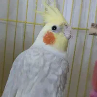 عروس هلندی سخنگو|پرنده|اردبیل, |دیوار