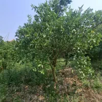 هزار متر  در ایوانکی گرمسار زیر قیمت