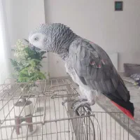 فروش کاسکو