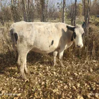 گاو گوشتی شکم اول