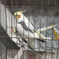 عروس هلندی لوتینو دوکت جفت مولد رام و سخنگو