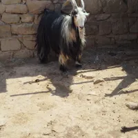 بهده جلو رو|حیوانات مزرعه|اندیکا, |دیوار
