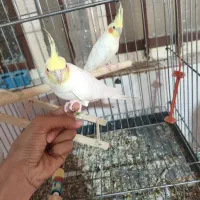 جفت عروس لوتینو