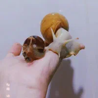 حلزون‌آلبینو مناسب صورت|خزنده|پرند, فاز ۵|دیوار