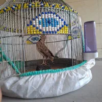 سهره قناری دستی|پرنده|کارون, |دیوار