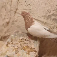 رو هم دونه 400