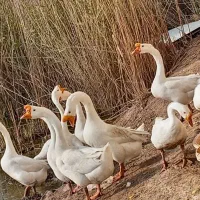 قو غاز چینی نر|حیوانات مزرعه|آبادان, |دیوار