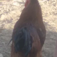 خروس جوان|حیوانات مزرعه|آبیک, |دیوار